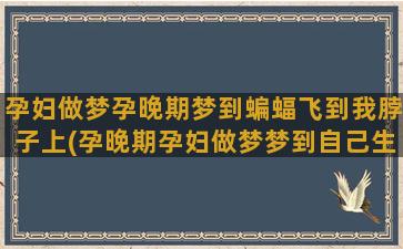 孕妇做梦孕晚期梦到蝙蝠飞到我脖子上(孕晚期孕妇做梦梦到自己生女孩)