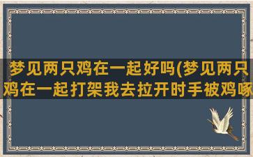 梦见两只鸡在一起好吗(梦见两只鸡在一起打架我去拉开时手被鸡啄出血了)