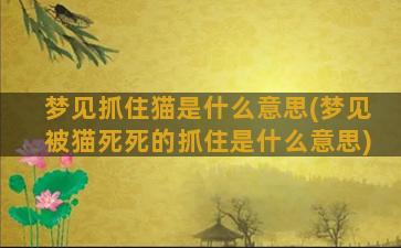 梦见抓住猫是什么意思(梦见被猫死死的抓住是什么意思)